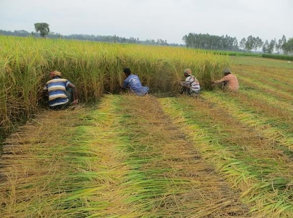 Aman harvesting begins in Panchagarh