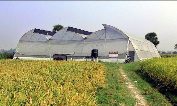 Farming in polynet house gains success in C’nawabganj